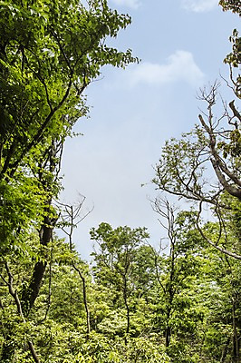 포토 JPG 주간 나무 자연 한국 사람없음 야외 제주도 푸른숲 국내포토 자연요소 식물 아시아 숲 생태계 파일형식