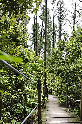 포토 JPG 주간 자연 한국 풍경 사람없음 야외 제주도 물영아리오름 가교 푸른숲 국내포토 자연요소 건축물 아시아 숲 생태계 오름 파일형식