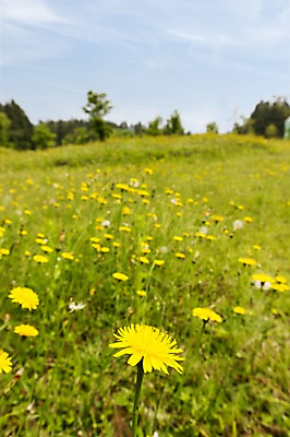 포토 JPG 주간 식물 꽃 컬러 꽃밭 자연 한국 사람없음 야외 아웃포커스 제주도 노란색 민들레 국내포토 자연요소 아시아 촬영기법 생태계 파일형식