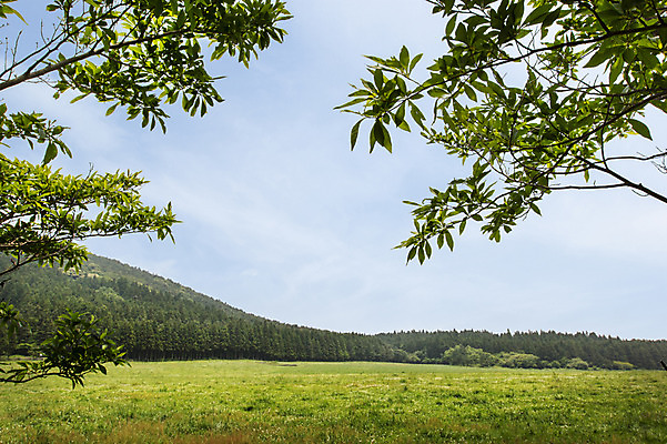 포토 JPG 주간 나무 자연 한국 풍경 잔디 사람없음 야외 제주도 물영아리오름 국내포토 자연요소 식물 아시아 생태계 오름 파일형식