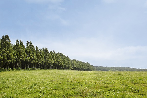 포토 JPG 주간 나무 자연 한국 풍경 잔디 사람없음 야외 제주도 물영아리오름 국내포토 자연요소 식물 아시아 생태계 오름 파일형식