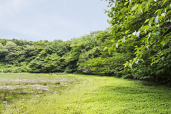 포토 JPG 주간 자연 한국 풍경 사람없음 야외 제주도 습지 물영아리오름 국내포토 자연요소 아시아 생태계 오름 파일형식