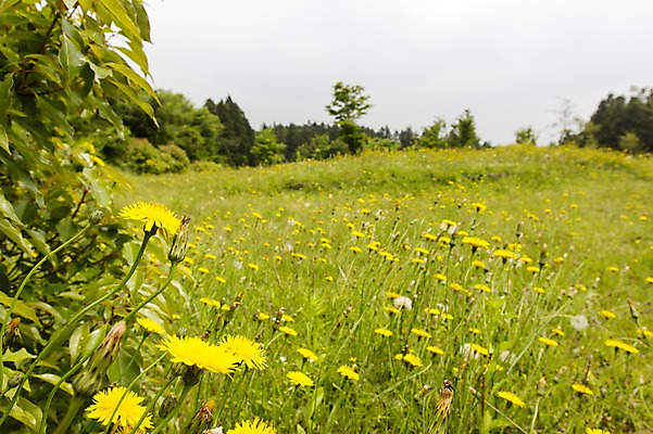 포토 JPG 주간 식물 꽃 컬러 꽃밭 자연 한국 사람없음 야외 제주도 노란색 민들레 국내포토 자연요소 아시아 생태계 파일형식