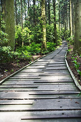 포토 JPG 주간 나무 길 자연 한국 풍경 사람없음 야외 제주도 물영아리오름 푸른숲 국내포토 자연요소 식물 아시아 숲 생태계 오름 파일형식