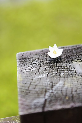 포토 JPG 주간 나무 식물 꽃 한국 사람없음 야외 아웃포커스 제주도 국내포토 자연요소 아시아 촬영기법 파일형식