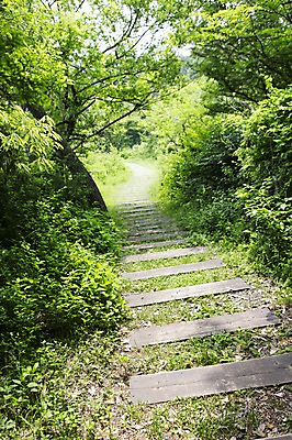 포토 JPG 주간 길 자연 한국 풍경 사람없음 야외 제주도 물영아리오름 푸른숲 국내포토 자연요소 아시아 숲 생태계 오름 파일형식