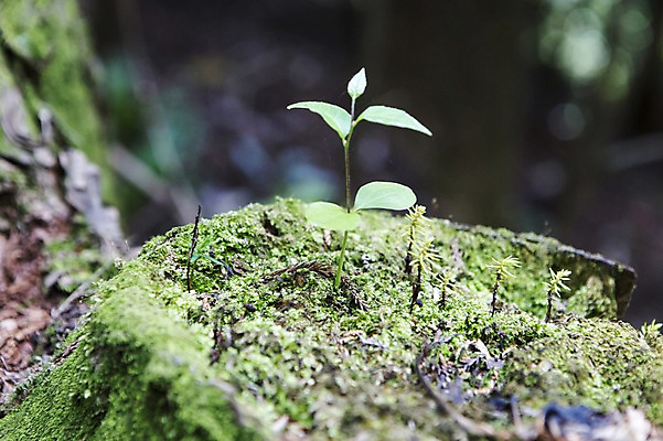 포토 JPG 주간 식물 잎 자연 한국 이끼 사람없음 야외 아웃포커스 제주도 새싹 국내포토 자연요소 아시아 촬영기법 생태계 파일형식