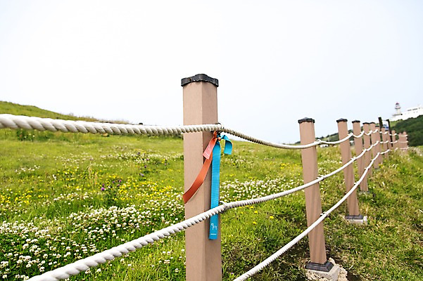 포토 JPG 주간 꽃밭 한국 풍경 사람없음 야외 울타리 제주도 올레길 우도봉 국내포토 자연요소 꽃 아시아 길 산 담장 파일형식