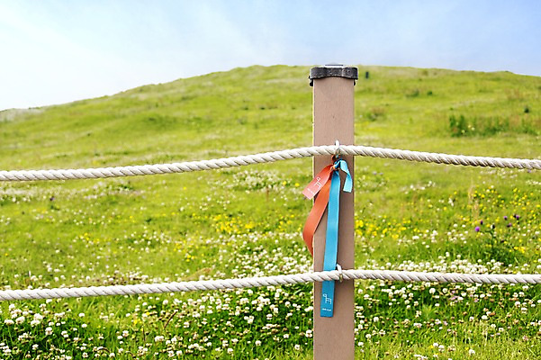 포토 JPG 주간 꽃밭 한국 풍경 사람없음 야외 울타리 제주도 올레길 우도봉 국내포토 자연요소 꽃 아시아 길 산 담장 파일형식