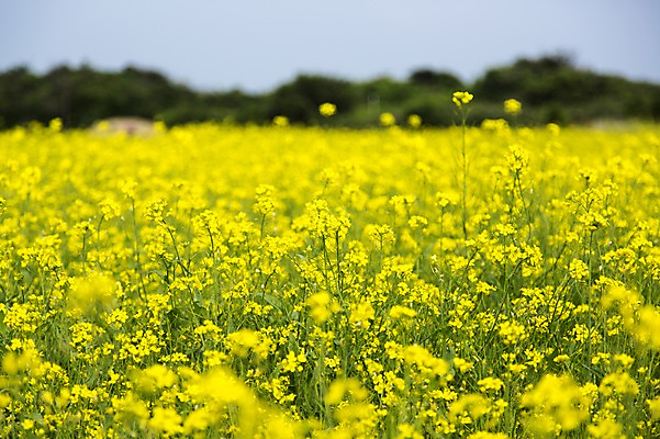 포토 JPG 주간 식물 꽃 컬러 꽃밭 한국 사람없음 야외 아웃포커스 제주도 노란색 유채 국내포토 자연요소 아시아 촬영기법 파일형식