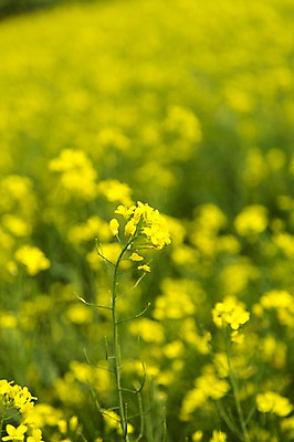 포토 JPG 주간 식물 꽃 컬러 꽃밭 한국 사람없음 야외 아웃포커스 제주도 노란색 유채 국내포토 자연요소 아시아 촬영기법 파일형식