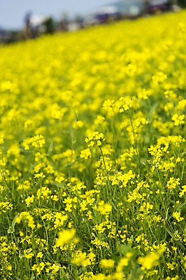 포토 JPG 주간 식물 꽃 컬러 꽃밭 한국 사람없음 야외 아웃포커스 제주도 노란색 유채 국내포토 자연요소 아시아 촬영기법 파일형식