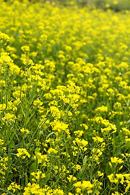 포토 JPG 주간 식물 꽃 컬러 꽃밭 한국 사람없음 야외 제주도 노란색 유채 국내포토 자연요소 아시아 파일형식
