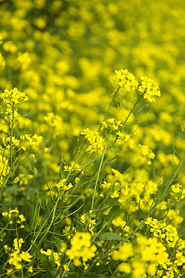 포토 JPG 주간 식물 꽃 컬러 꽃밭 한국 사람없음 야외 아웃포커스 제주도 노란색 유채 국내포토 자연요소 아시아 촬영기법 파일형식