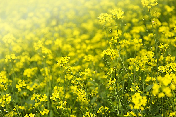 포토 JPG 주간 식물 꽃 컬러 꽃밭 한국 사람없음 야외 제주도 노란색 유채 국내포토 자연요소 아시아 파일형식