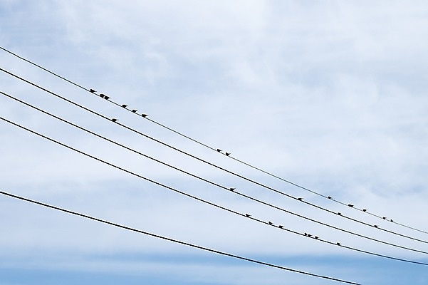 포토 JPG 주간 조류 하늘 한국 사람없음 야외 제주도 전선 국내포토 자연요소 동물 아시아 파일형식
