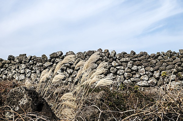 포토 JPG 주간 한국 돌담 풍경 사람없음 야외 제주도 돌_바위 바위 억새 국내포토 자연요소 식물 아시아 담장 파일형식