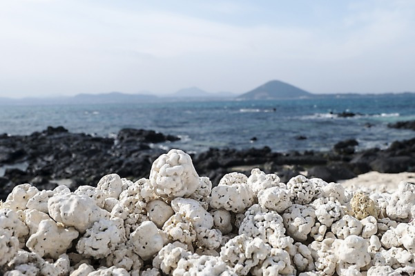 포토 JPG 주간 한국 해변 사람없음 야외 제주도 만 산호 산호해수욕장 국내포토 자연요소 아시아 바다 자포동물 해수욕장 파일형식