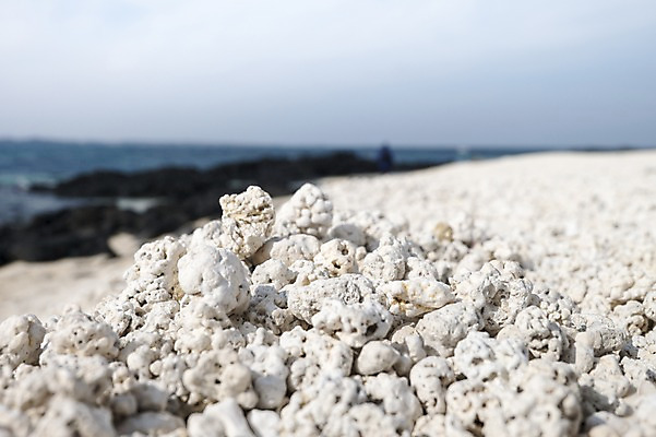 포토 JPG 주간 한국 풍경 해변 사람없음 야외 아웃포커스 제주도 만 산호 산호해수욕장 국내포토 자연요소 아시아 바다 촬영기법 자포동물 해수욕장 파일형식