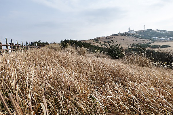 포토 JPG 주간 식물 자연 한국 풍경 사람없음 야외 제주도 우도봉 국내포토 자연요소 아시아 산 생태계 파일형식