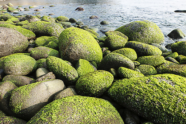 포토 JPG 주간 한국 이끼 사람없음 야외 제주도 돌_바위 바위 국내포토 자연요소 아시아 파일형식