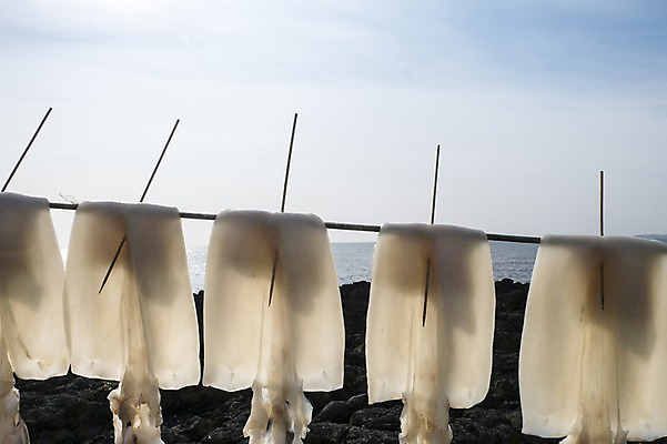 포토 JPG 주간 한국 사람없음 야외 제주도 오징어 말린오징어 한치 국내포토 자연요소 아시아 연체동물 수중동물 파일형식