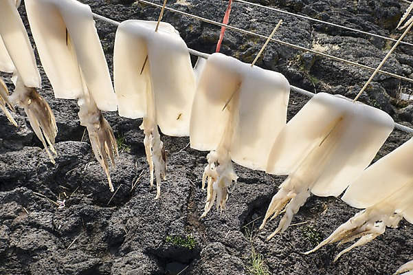 포토 JPG 주간 한국 사람없음 야외 제주도 오징어 말린오징어 한치 국내포토 자연요소 아시아 연체동물 수중동물 파일형식