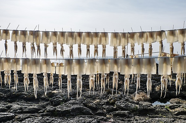 포토 JPG 주간 한국 사람없음 야외 제주도 오징어 말린오징어 한치 국내포토 자연요소 아시아 연체동물 수중동물 파일형식