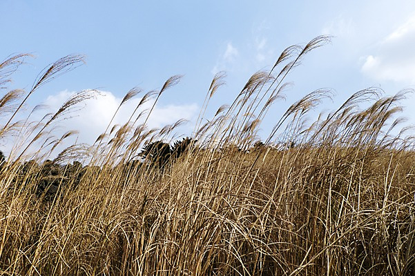 포토 JPG 주간 자연 한국 풍경 사람없음 야외 제주도 억새 산굼부리 국내포토 자연요소 식물 아시아 생태계 파일형식