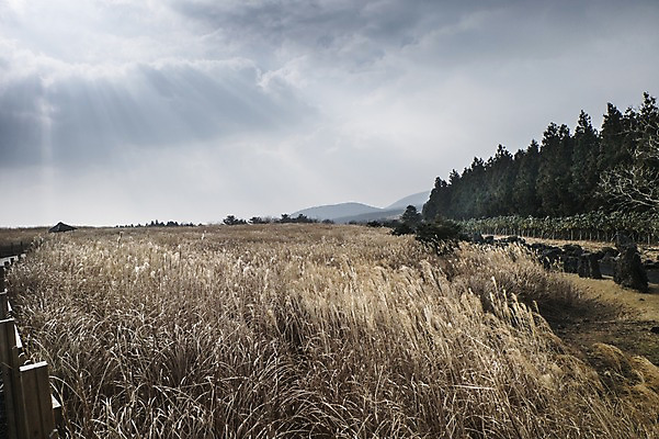 포토 JPG 주간 자연 한국 풍경 사람없음 야외 햇빛 제주도 억새 산굼부리 국내포토 자연요소 식물 아시아 태양 생태계 파일형식