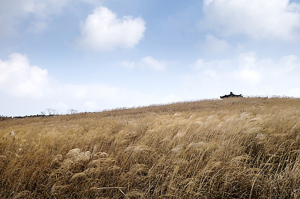 포토 JPG 주간 자연 한국 풍경 사람없음 야외 제주도 억새 산굼부리 국내포토 자연요소 식물 아시아 생태계 파일형식