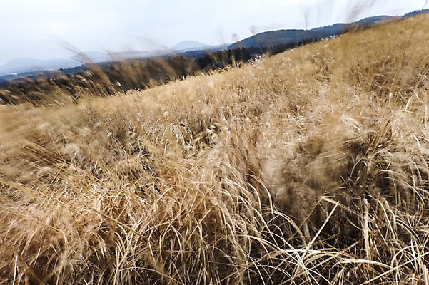 포토 JPG 주간 자연 한국 풍경 사람없음 야외 제주도 억새 산굼부리 국내포토 자연요소 식물 아시아 생태계 파일형식