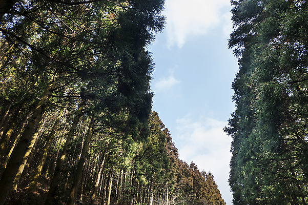 포토 JPG 주간 나무 로우앵글 자연 한국 풍경 사람없음 야외 제주도 푸른숲 국내포토 자연요소 식물 아시아 뷰포인트 숲 생태계 파일형식