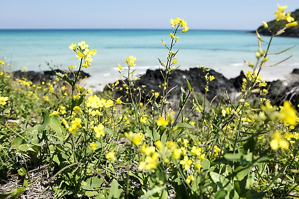 포토 JPG 주간 식물 꽃 컬러 한국 해변 사람없음 야외 아웃포커스 제주도 노란색 만 국내포토 자연요소 아시아 바다 촬영기법 파일형식