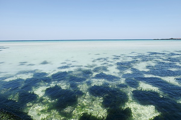 포토 JPG 주간 바다 한국 풍경 사람없음 야외 제주도 미역 국내포토 자연요소 아시아 해조류 파일형식