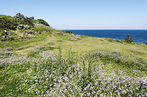 포토 JPG 주간 식물 꽃 꽃밭 자연 한국 풍경 사람없음 야외 제주도 섭지코지 국내포토 자연요소 아시아 생태계 파일형식