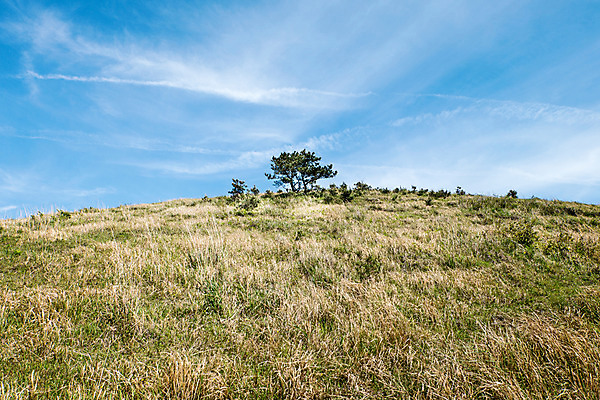 포토 JPG 주간 자연 한국 풍경 잔디 사람없음 야외 제주도 용눈이오름 국내포토 자연요소 식물 아시아 산 생태계 파일형식