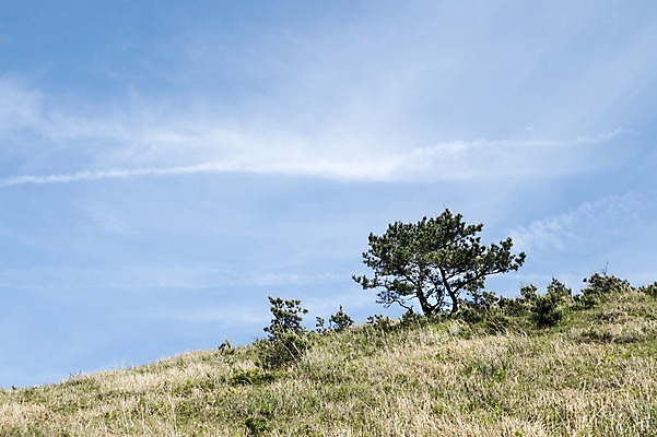 포토 JPG 주간 나무 자연 한국 풍경 잔디 사람없음 야외 제주도 용눈이오름 국내포토 자연요소 식물 아시아 산 생태계 파일형식