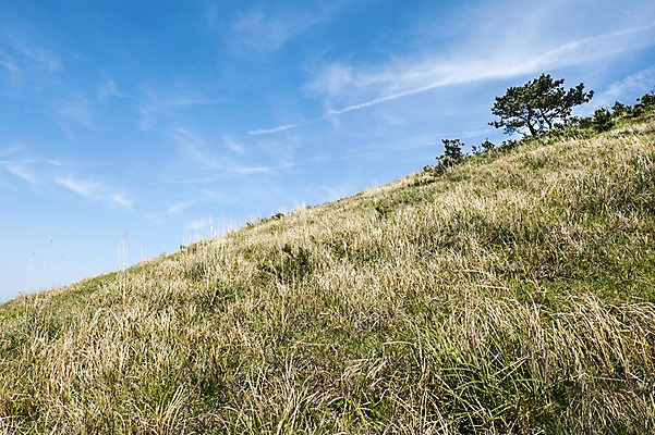포토 JPG 주간 자연 한국 풍경 잔디 사람없음 야외 제주도 용눈이오름 국내포토 자연요소 식물 아시아 산 생태계 파일형식