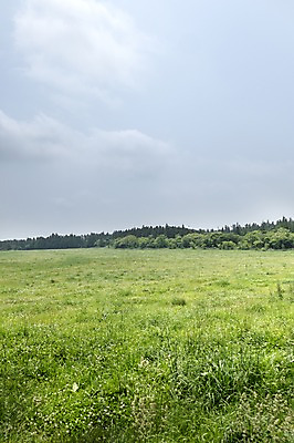 포토 JPG 주간 자연 한국 풍경 잔디 사람없음 야외 제주도 국내포토 자연요소 식물 아시아 생태계 파일형식