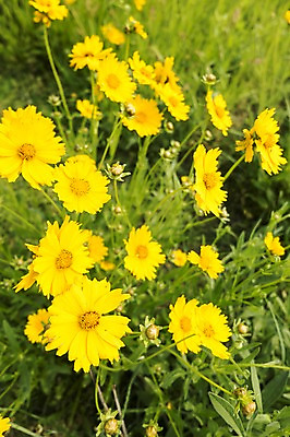 포토 JPG 주간 식물 꽃 컬러 한국 국화 사람없음 야외 제주도 노란색 국내포토 자연요소 아시아 파일형식