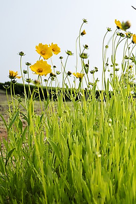 포토 JPG 주간 식물 꽃 컬러 한국 국화 사람없음 야외 제주도 노란색 국내포토 자연요소 아시아 파일형식