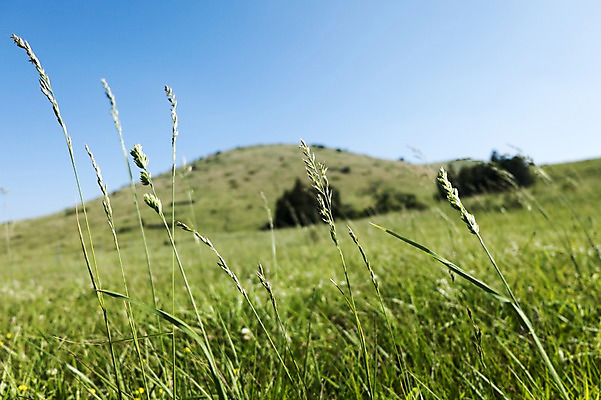 포토 JPG 주간 식물 자연 한국 사람없음 야외 아웃포커스 제주도 용눈이오름 국내포토 자연요소 아시아 산 촬영기법 생태계 파일형식