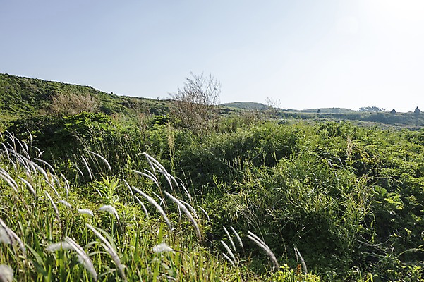 포토 JPG 주간 식물 자연 한국 풍경 사람없음 야외 제주도 억새 물영아리오름 국내포토 자연요소 아시아 생태계 오름 파일형식