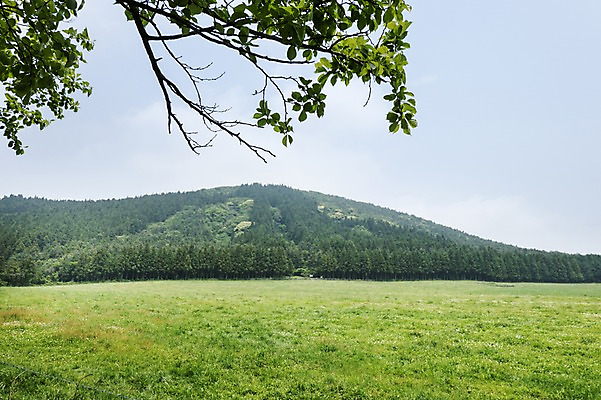 포토 JPG 주간 자연 한국 풍경 잔디 사람없음 야외 제주도 물영아리오름 국내포토 자연요소 식물 아시아 생태계 오름 파일형식