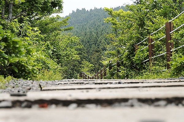 포토 JPG 주간 길 자연 한국 풍경 사람없음 야외 제주도 푸른숲 국내포토 자연요소 아시아 숲 생태계 파일형식