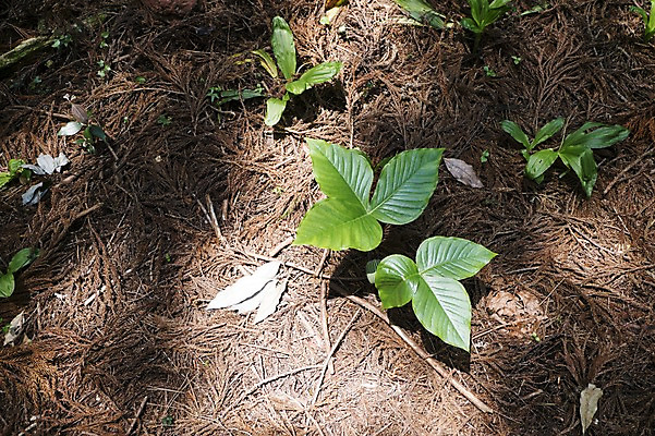 포토 JPG 주간 식물 잎 한국 사람없음 야외 제주도 새싹 국내포토 자연요소 아시아 파일형식