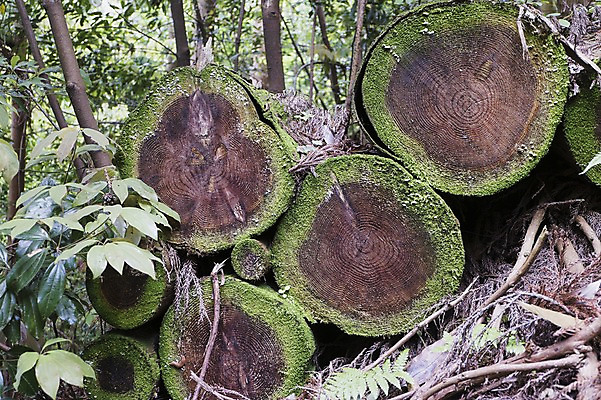 포토 JPG 주간 나무 식물 자연 한국 사람없음 야외 제주도 슬라이스 나이테 국내포토 자연요소 아시아 생태계 파일형식