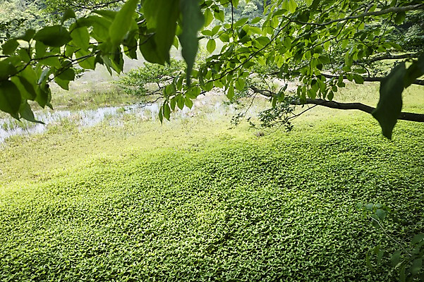 포토 JPG 주간 식물 자연 한국 풍경 사람없음 야외 제주도 물영아리오름 국내포토 자연요소 아시아 생태계 오름 파일형식