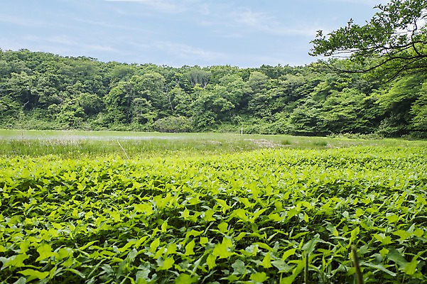 포토 JPG 주간 식물 자연 한국 풍경 사람없음 야외 제주도 물영아리오름 국내포토 자연요소 아시아 생태계 오름 파일형식